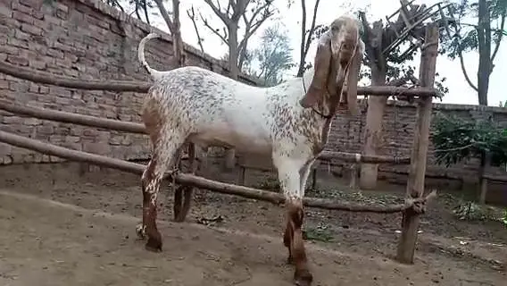 desi Bakra for sale call — photo 4