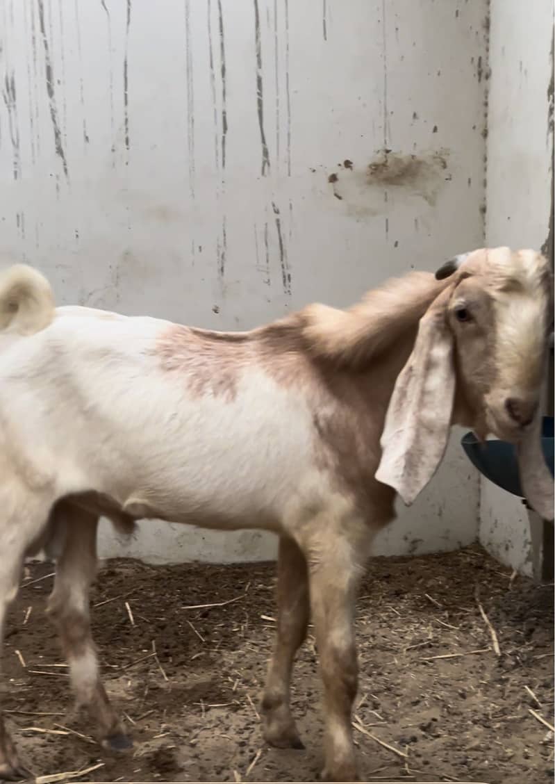 Bakra 1 year 0