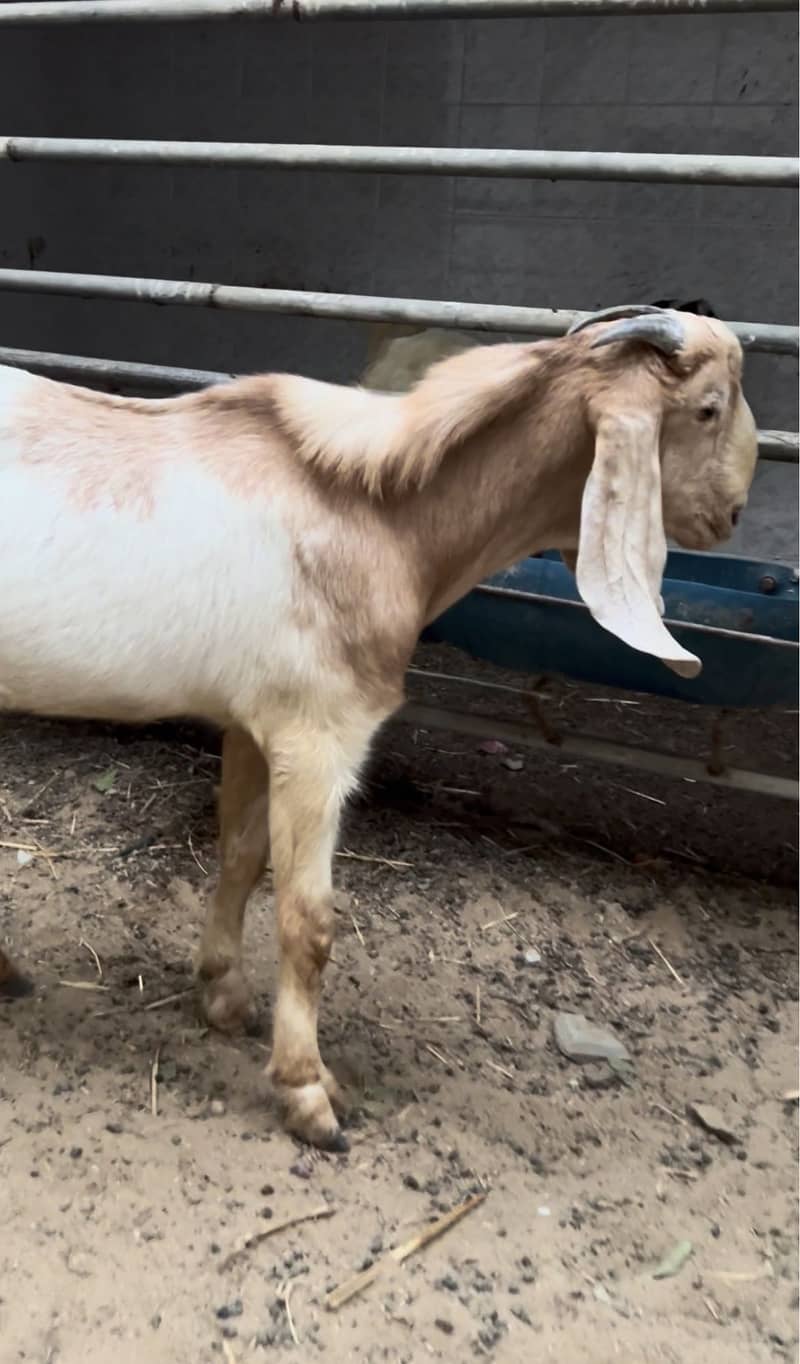 Bakra 1 year 1