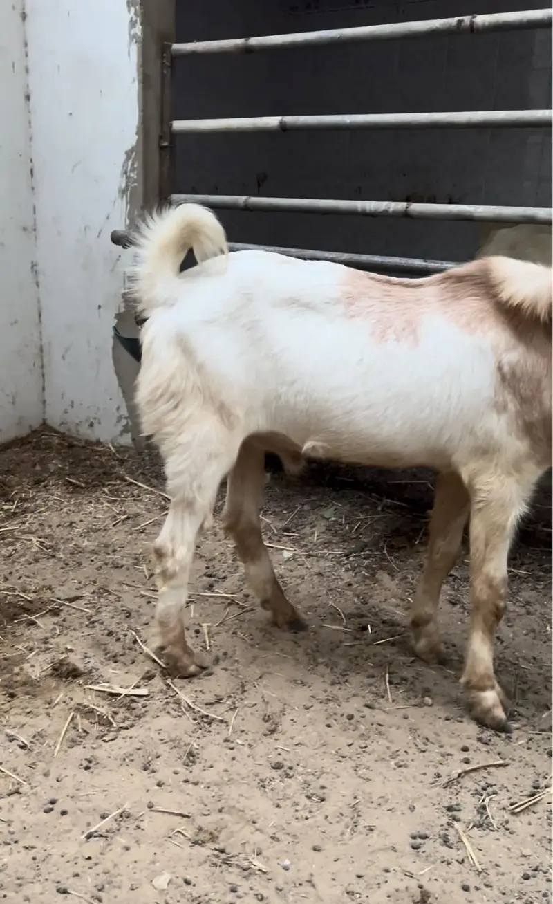 Bakra 1 year — photo 3