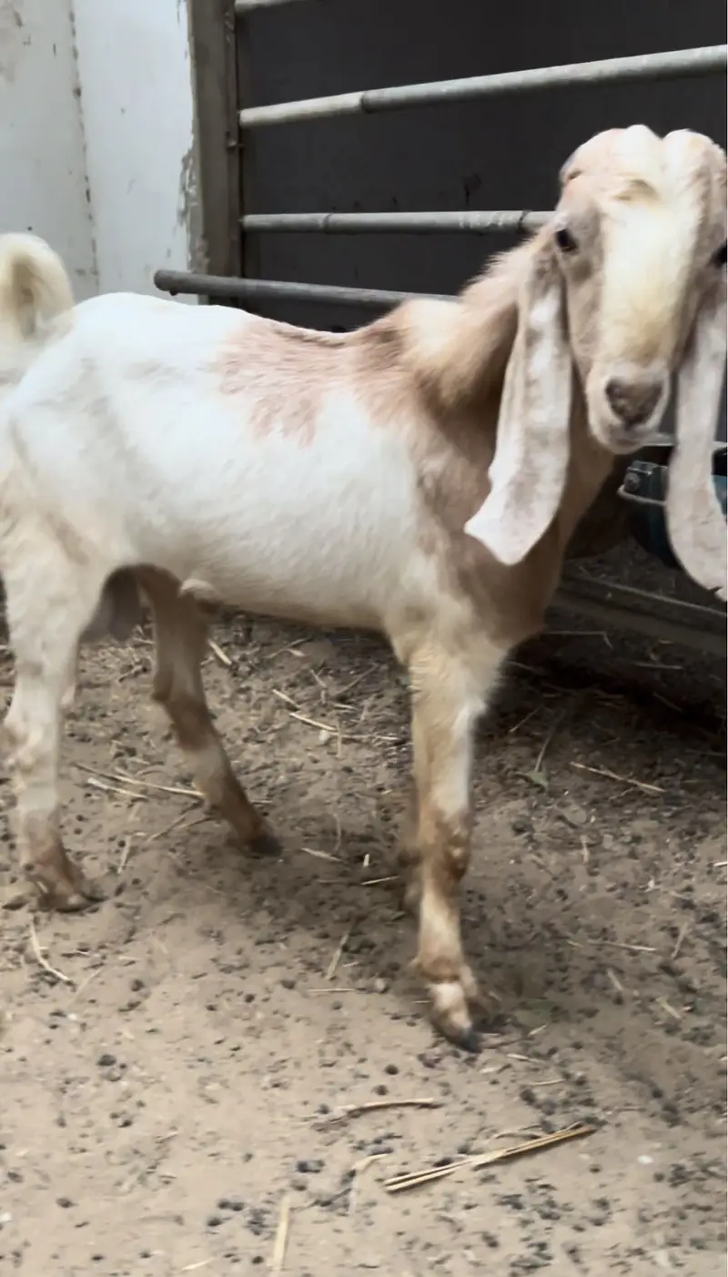 Bakra 1 year — photo 4
