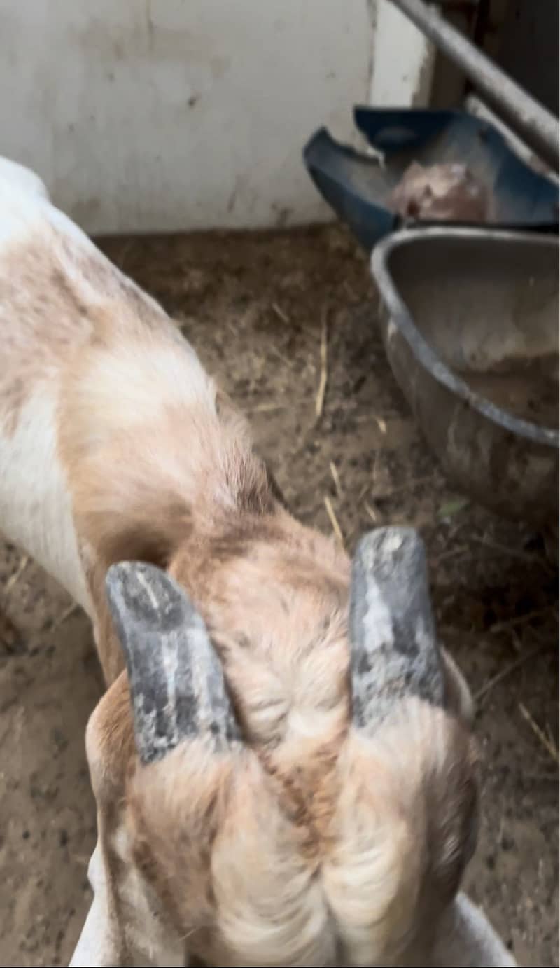 Bakra 1 year 4