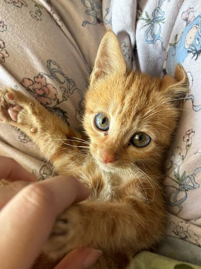 Orange Tabby kitten  very playful and naughty