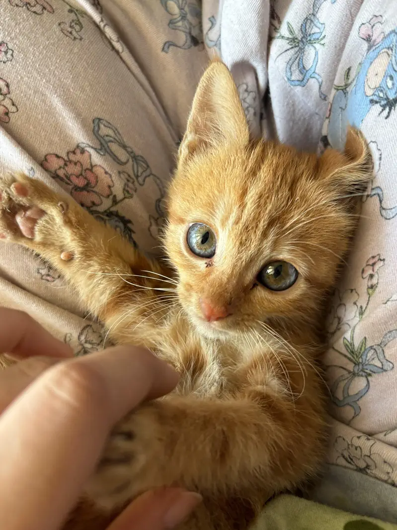 Orange Tabby kitten  very playful and naughty