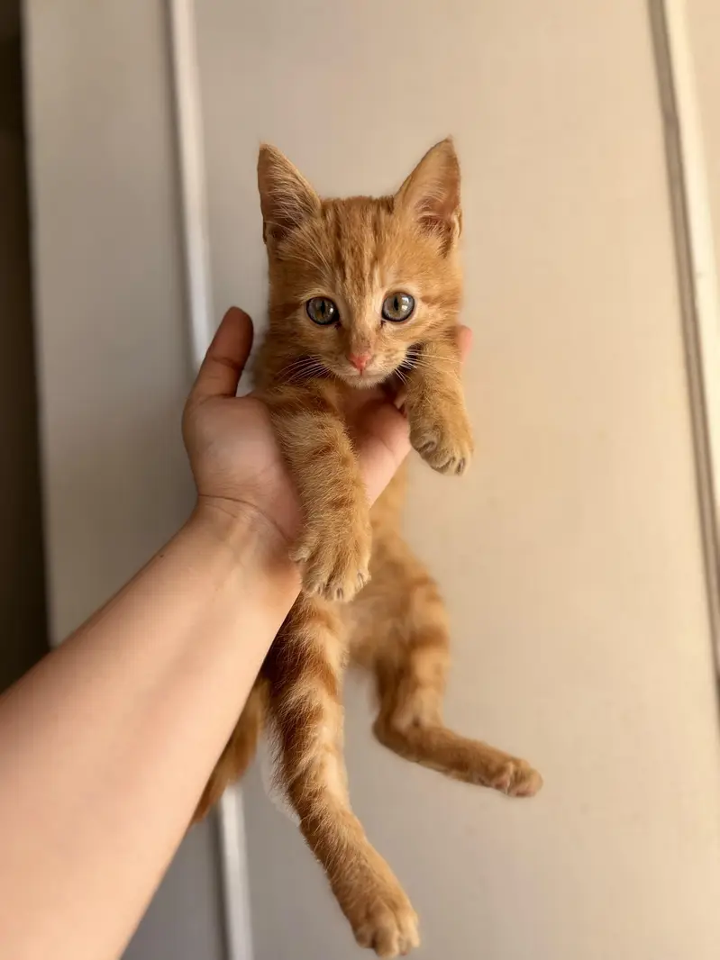 Orange Tabby kitten  very playful and naughty — photo 2
