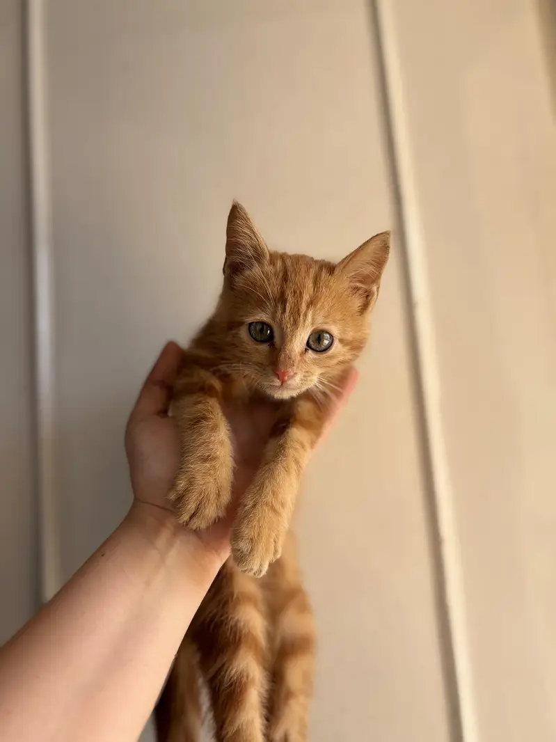 Orange Tabby kitten  very playful and naughty — photo 5