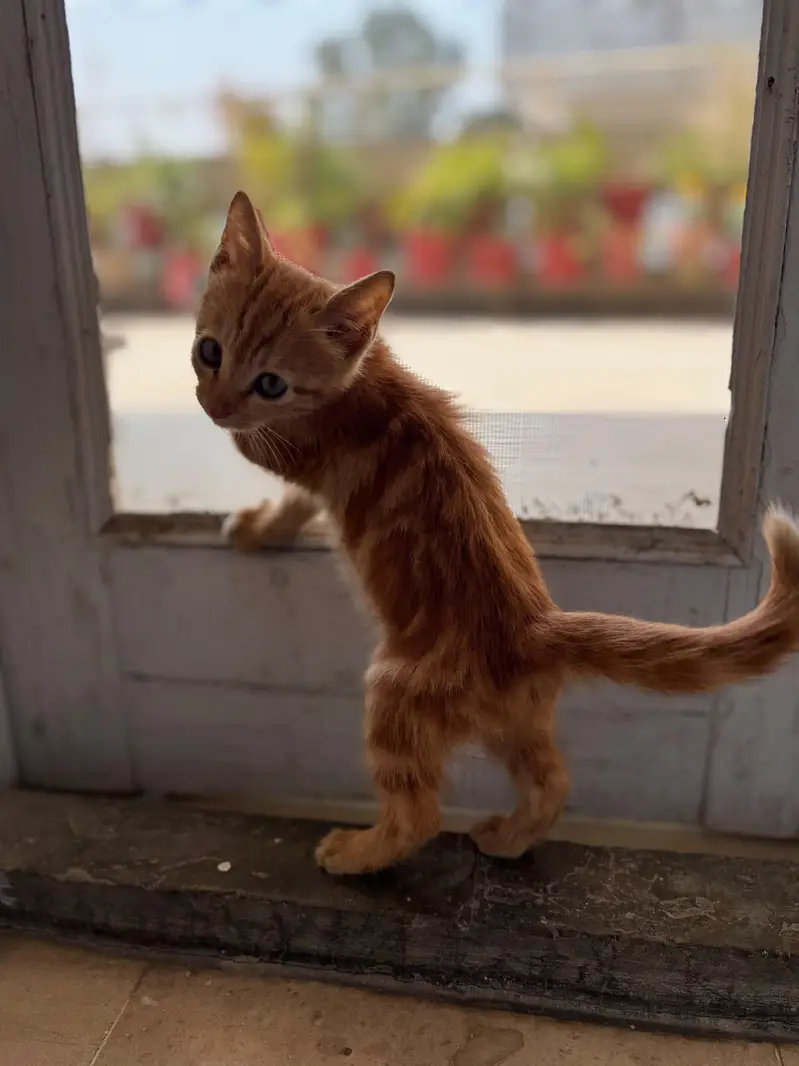 Orange Tabby kitten  very playful and naughty — photo 6