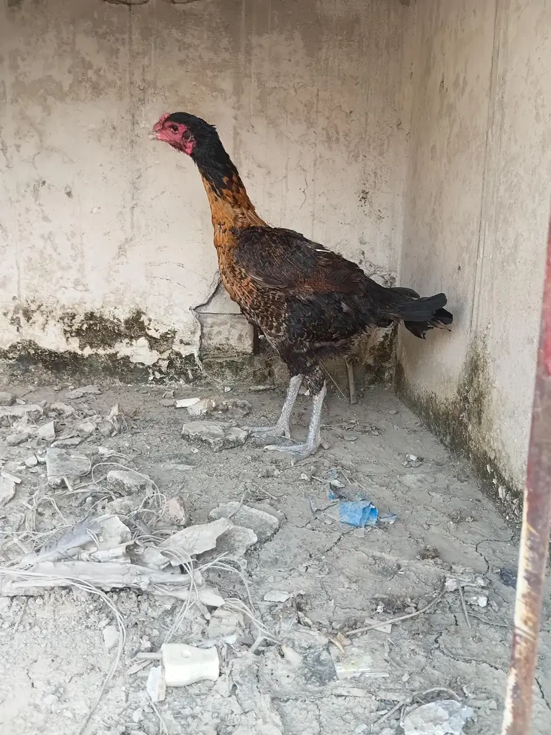 BurmeMurgi for sale whatsapp 03267558052 — photo 4