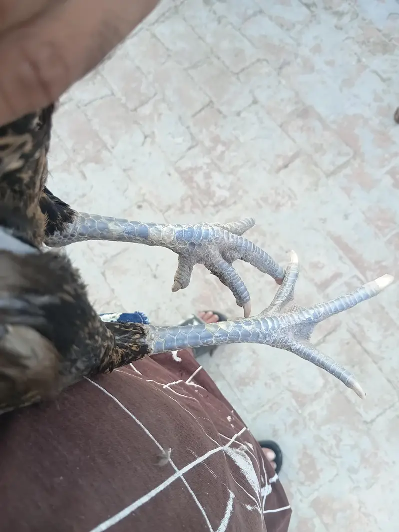 BurmeMurgi for sale whatsapp 03267558052 — photo 8