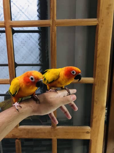 Sunconure 2 pieces Non dna Nail Tail fly all ok Little tamed