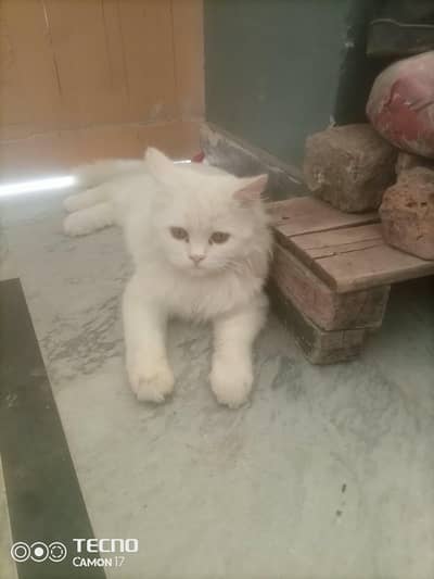 Pure White Persian Triple Coat Male Cat - Islamabad