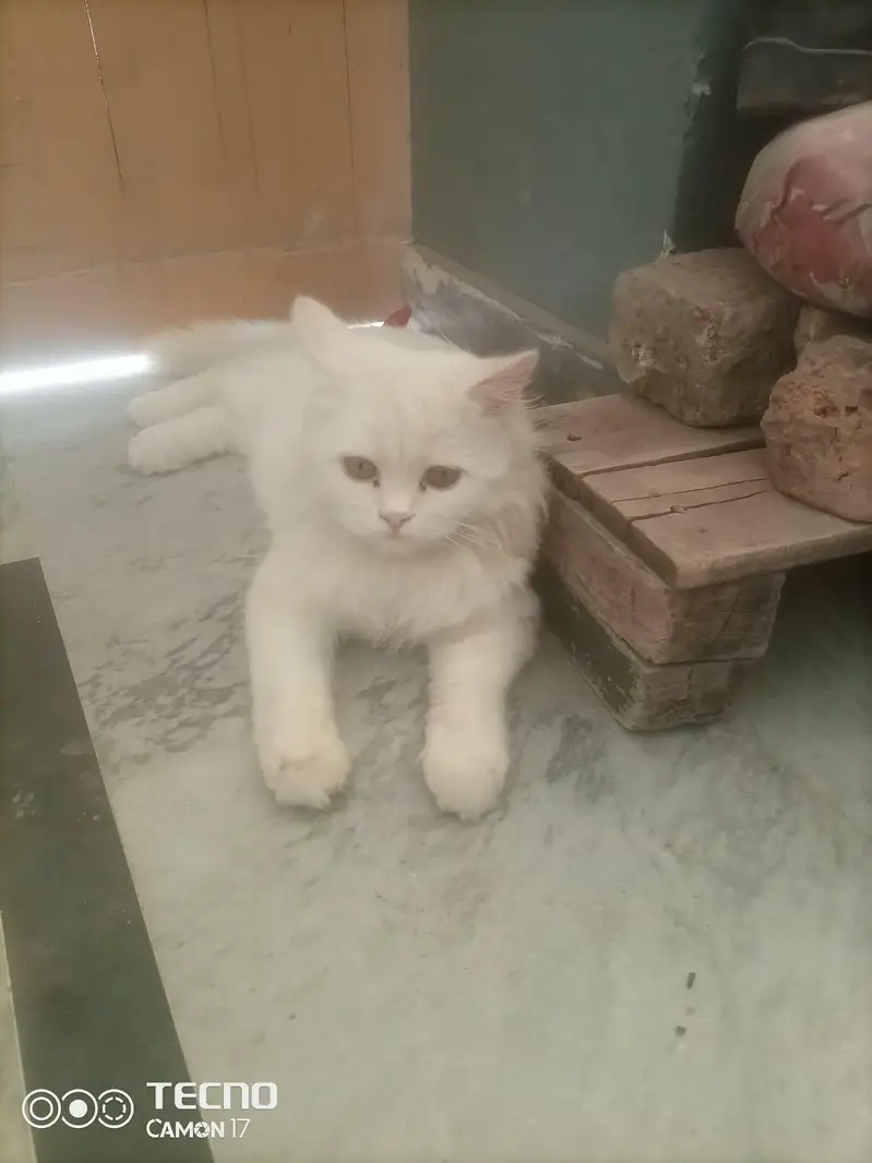 Pure White Persian Triple Coat Male Cat - Islamabad