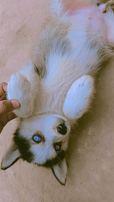Husky Puppy For Sale Age 2.5 month