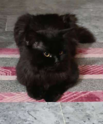Black persian cat , fluffy fur , friendly and is looking for a home