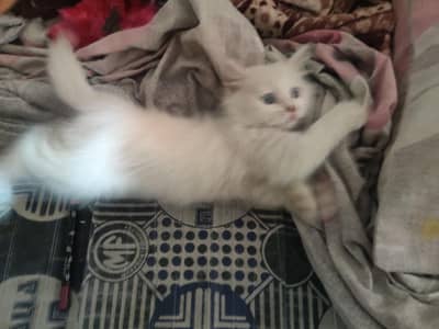 Persian cat sale for emergency