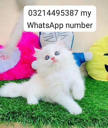 Persian cat for sale male female vaccine clear
