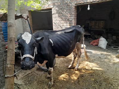 friesian cow