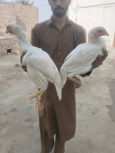 2 female madi eggs breed mukaml tary  heer