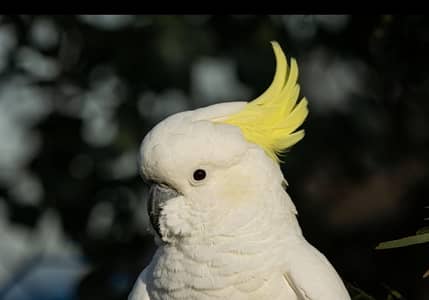 Sulphur-crested Cockatoo