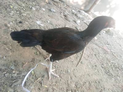 ASEEL HIGH QUALITY FEMALE