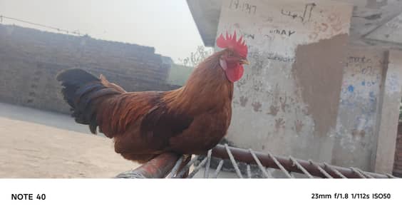 home breed fulll active roster