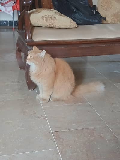 percian Cat three cote rear bread