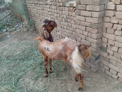 kamori breed . . . Sohawa Nasal