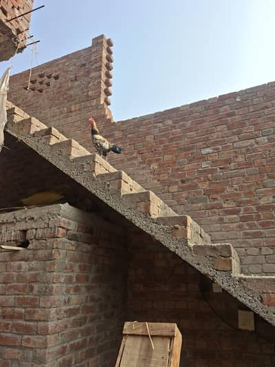 ghar ka Pala hua aseel khubsurat murgha shoqeen hazrat k liey