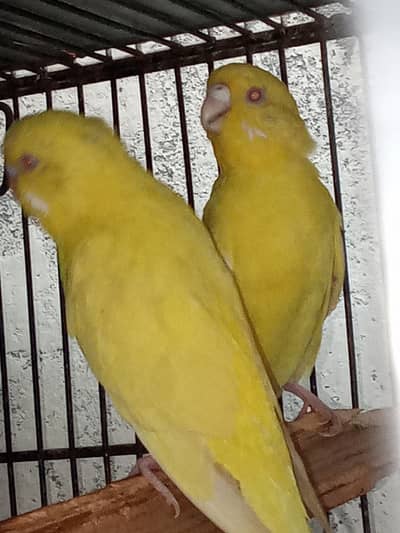 Budgies