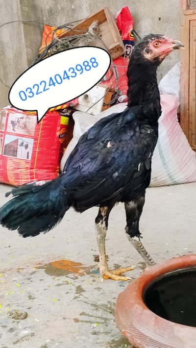 top Qualty Thai madi for sale long hight