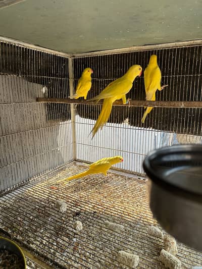 Yellow  Parrot Young Pair – 16 Months Old