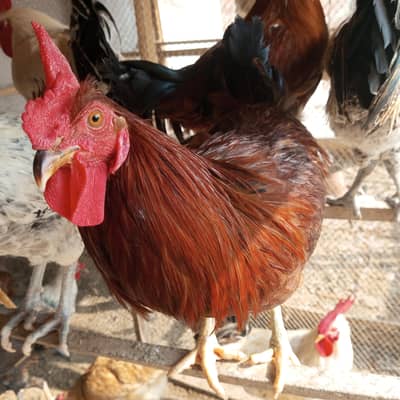 13 Golden Misri Rooster