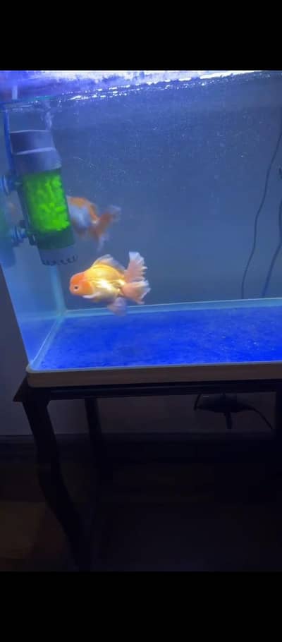 Imported Oranda Gold fish pair