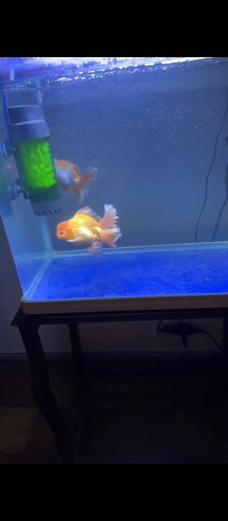 Imported Oranda Gold fish pair 0