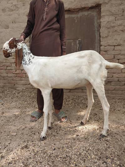 Makhi cheeni 4.5 month gaban bakri 1 khali or 3 bachy