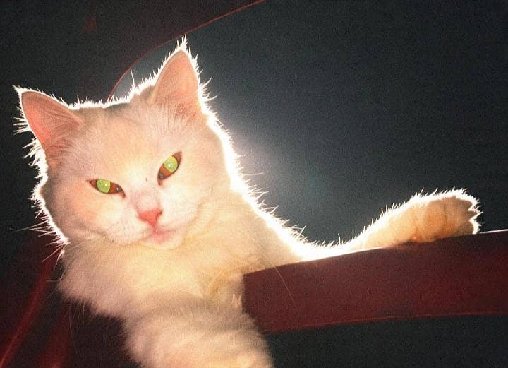 Persian cat 0