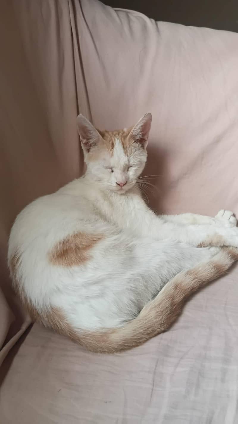 kittens pair available 1
