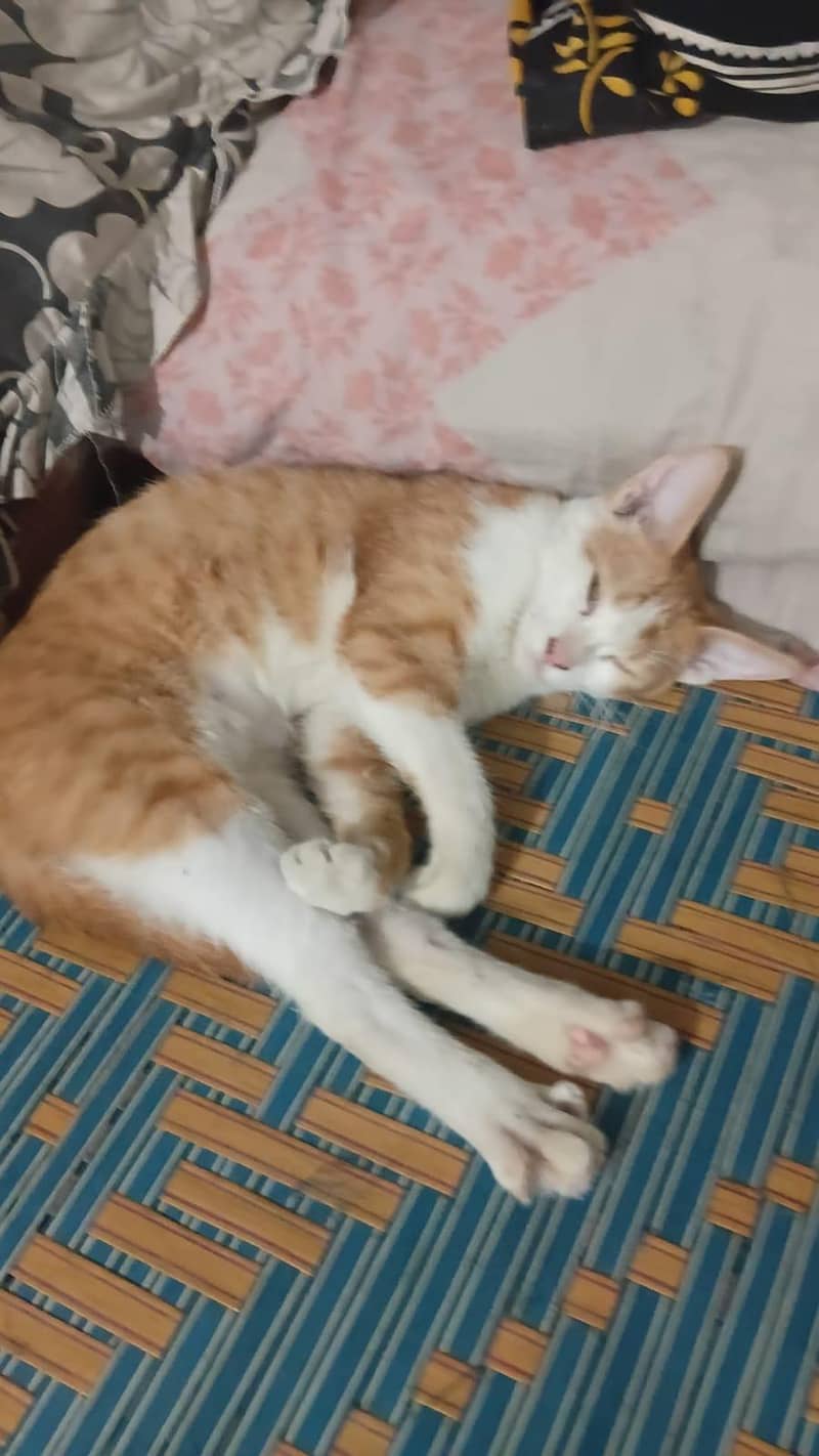 kittens pair available 3