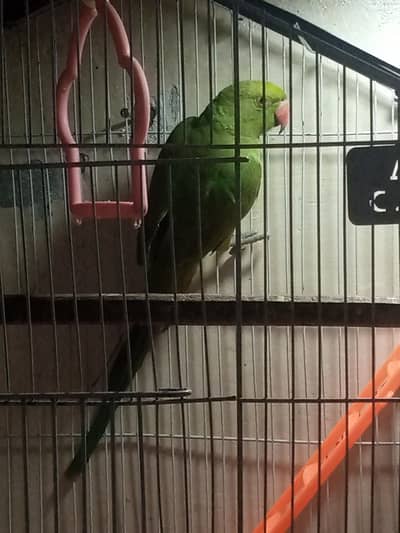Green parrot