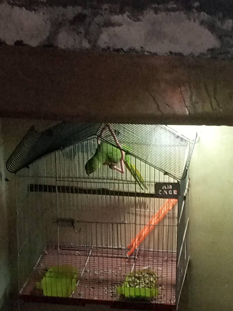 Green parrot 1