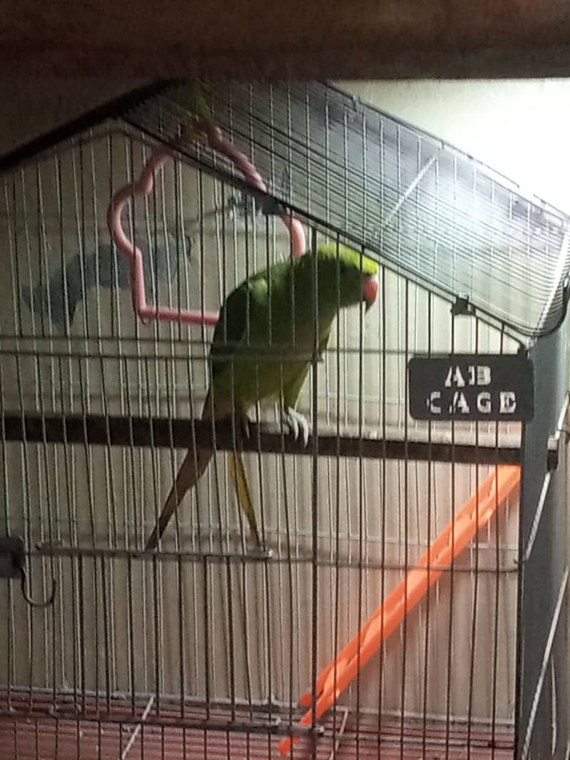 Green parrot 2