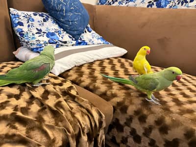 yellow ringneck green ringneck raw