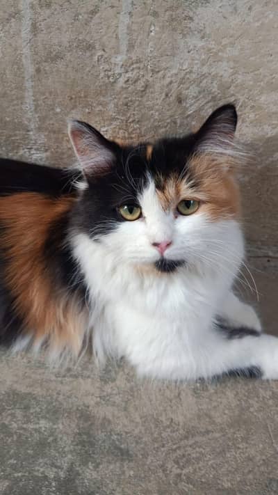 cat for sale