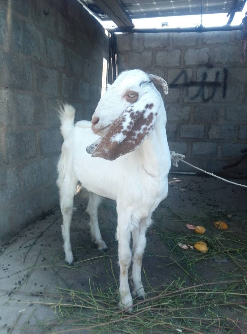 goats 0