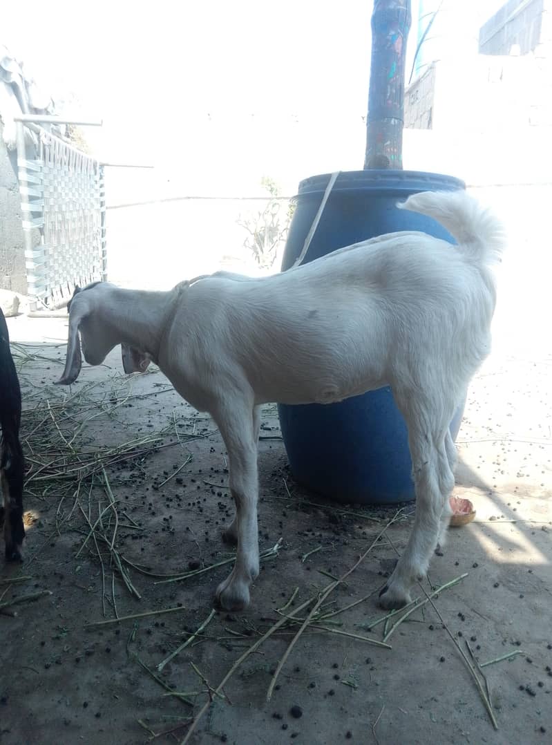 goats 1