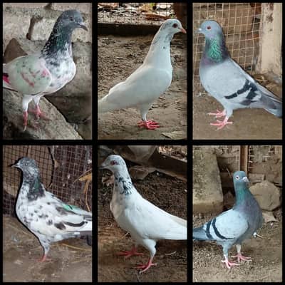 Pigeons pair for sale full active and healthy.