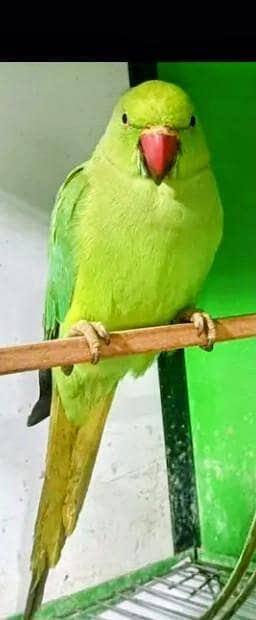 green parrot for sale