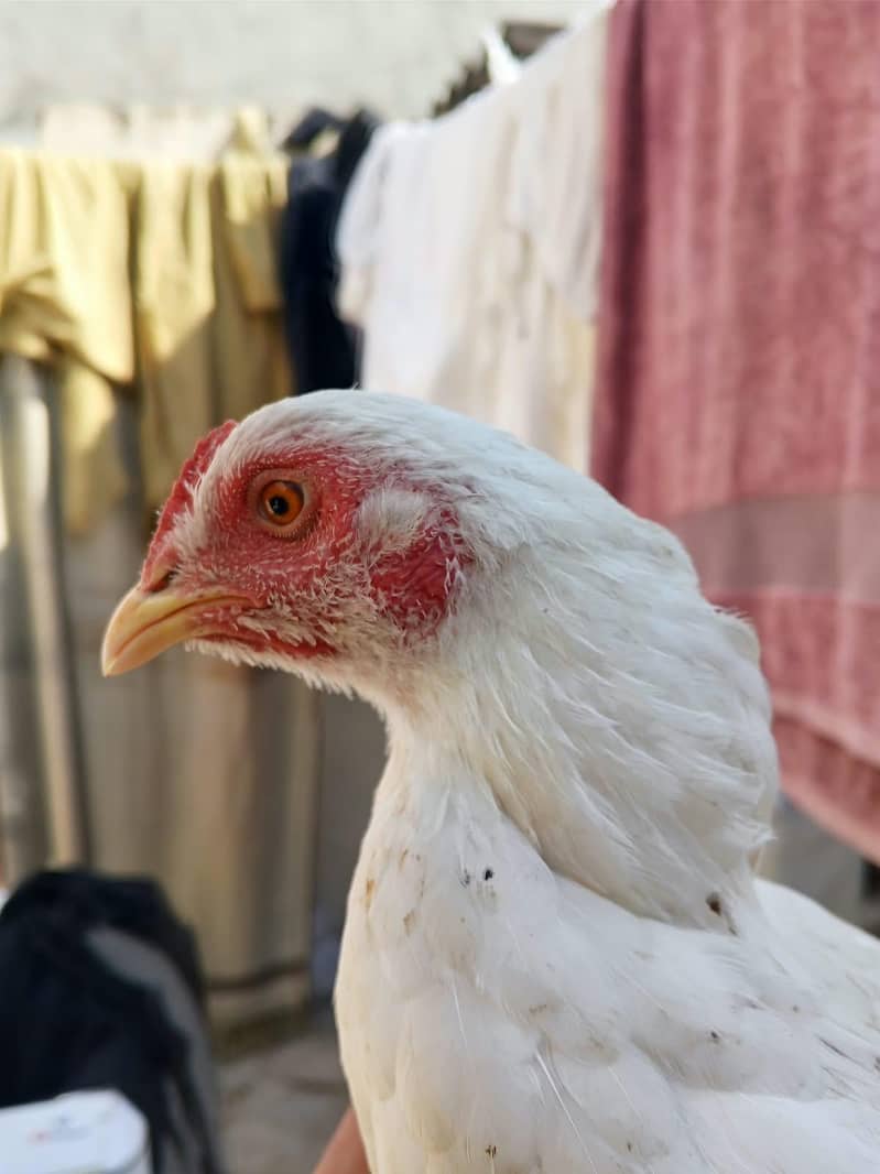 heera hen 0