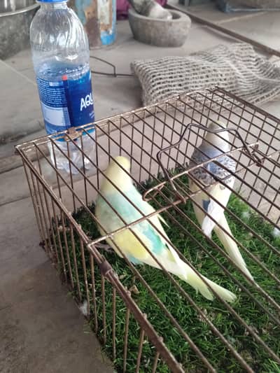 Budgies for Sale
