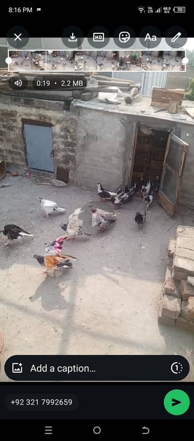 beautiful important peigon for sale location Lahore exchange possible
